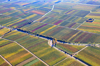 Weinberge in herbstlicher Färbung in Burrweiler im Bundesland Rheinland-Pfalz, Deutschland