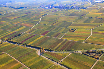 Luftbild von Weinberge in herbstlicher Färbung in Burrweiler im Bundesland Rheinland-Pfalz, Deutschland