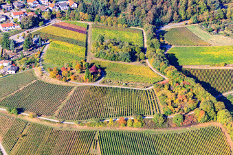 Luftbild von Baum-Insel auf einem Weinberg in Burrweiler im Bundesland Rheinland-Pfalz, Deutschland