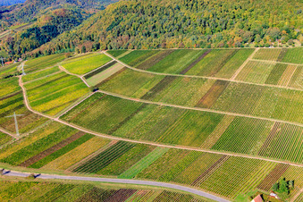 Weinlage Haardtrand-Käfernberg in Albersweiler im Bundesland Rheinland-Pfalz, Deutschland