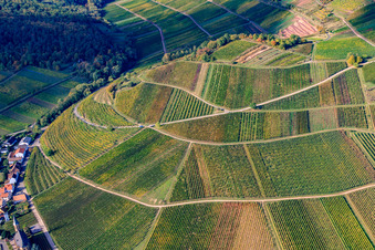 Weinlage Kastanienbusch in Birkweiler im Bundesland Rheinland-Pfalz, Deutschland