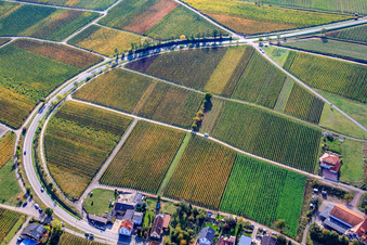 Weinberge in Herbstlaub in Birkweiler im Bundesland Rheinland-Pfalz, Deutschland