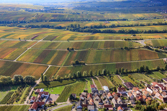 Luftbild von Weinberge in Herbstlaub im Ortsteil Arzheim in Landau in der Pfalz im Bundesland Rheinland-Pfalz, Deutschland
