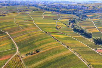 Weinberge am Ranschbachtal im Ortsteil Arzheim in Landau in der Pfalz im Bundesland Rheinland-Pfalz, Deutschland