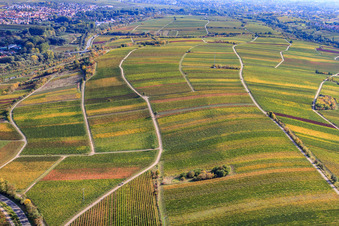 Weinberge am Ranschbachtal in Siebeldingen im Bundesland Rheinland-Pfalz, Deutschland