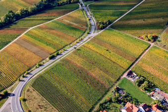 Weinberge am Fuchsgraben im Ortsteil Arzheim in Landau in der Pfalz im Bundesland Rheinland-Pfalz, Deutschland
