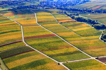 Luftbild von Weinberge am Ranschbachtal im Ortsteil Arzheim in Landau in der Pfalz im Bundesland Rheinland-Pfalz, Deutschland