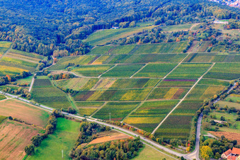 Weinberge am Haardtrand in Dörrenbach im Bundesland Rheinland-Pfalz, Deutschland