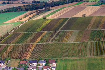 Weinberge zw. Freckenfeld und Winden im Bundesland Rheinland-Pfalz, Deutschland