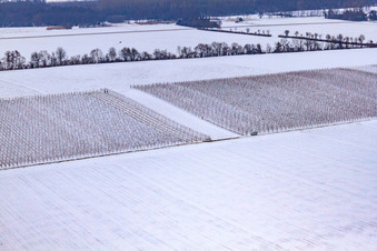 Weinberge Im Winter bei Schnee in Minfeld im Bundesland Rheinland-Pfalz, Deutschland