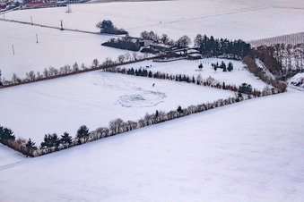 Pferdeweide von Trakehner-Friedrich Im Winter bei Schnee in Minfeld im Bundesland Rheinland-Pfalz, Deutschland