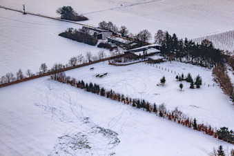 Luftbild von Pferdeweide von Trakehner-Friedrich Im Winter bei Schnee in Minfeld im Bundesland Rheinland-Pfalz, Deutschland