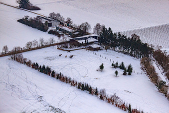 Luftaufnahme von Pferdeweide von Trakehner-Friedrich Im Winter bei Schnee in Minfeld im Bundesland Rheinland-Pfalz, Deutschland
