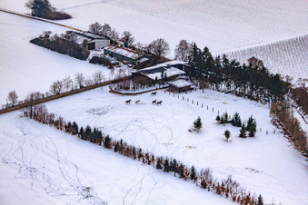 Schrägluftbild von Pferdeweide von Trakehner-Friedrich Im Winter bei Schnee in Minfeld im Bundesland Rheinland-Pfalz, Deutschland