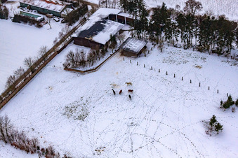 Pferdeweide von Trakehner-Friedrich Im Winter bei Schnee in Minfeld im Bundesland Rheinland-Pfalz, Deutschland aus der Luft