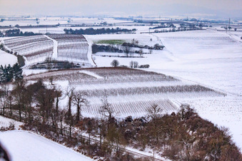 Winter-Wingert in Freckenfeld im Bundesland Rheinland-Pfalz, Deutschland