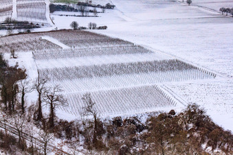 Luftbild von Winter-Wingert in Freckenfeld im Bundesland Rheinland-Pfalz, Deutschland