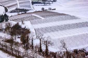 Luftaufnahme von Winter-Wingert in Freckenfeld im Bundesland Rheinland-Pfalz, Deutschland