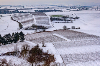 Schrägluftbild von Winter-Wingert in Freckenfeld im Bundesland Rheinland-Pfalz, Deutschland