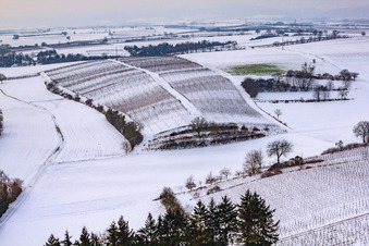 Winter-Wingert in Freckenfeld im Bundesland Rheinland-Pfalz, Deutschland von oben
