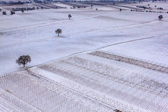 Winterwingert im Ortsteil Kleinsteinfeld in Niederotterbach im Bundesland Rheinland-Pfalz, Deutschland