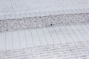 Winzer beim Rebenschnitt in Winterlich schneebedeckter Weinbergs- Landschaft der Winzer- Gebiete in Niederotterbach im Ortsteil Kleinsteinfeld im Bundesland Rheinland-Pfalz, Deutschland