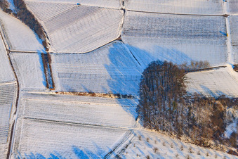 Wingert im Winter unter Schnee im Ortsteil Ingenheim in Billigheim-Ingenheim im Bundesland Rheinland-Pfalz, Deutschland
