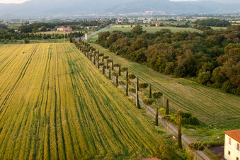 Zypressenallee, Baumreihe an einer Landstraße an einem Feldrand in Castroncello in Castiglion Fiorentino im Bundesland Arezzo, Italien