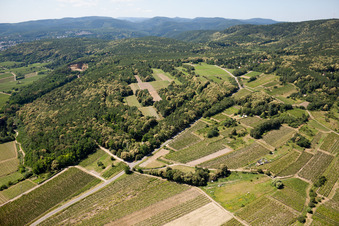 Luftbild von Weinberge in Kallstadt im Bundesland Rheinland-Pfalz, Deutschland