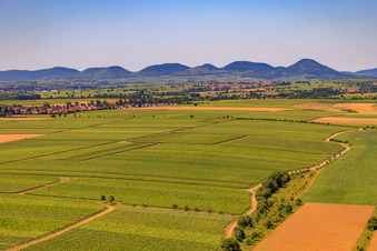 Riedgraben zwischen Rebbergen zum Rand des Pfälzer Wald in Essingen im Bundesland Rheinland-Pfalz, Deutschland