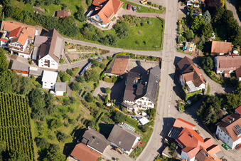 Rebstock im Ortsteil Riegel in Bühl im Bundesland Baden-Württemberg, Deutschland