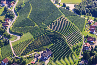 Weinberge bei Bernhardshöfe im Ortsteil Büchelbach in Sasbachwalden im Bundesland Baden-Württemberg, Deutschland