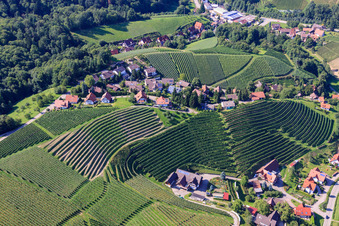 Weinbergsteilhänge im Eichwald im Ortsteil Büchelbach in Sasbachwalden im Bundesland Baden-Württemberg, Deutschland