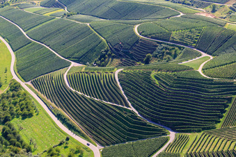 Weinbergsteilhänge am Büchelbach in Kappelrodeck im Bundesland Baden-Württemberg, Deutschland