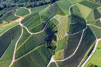 Luftaufnahme von Weinbergsteilhänge am Büchelbach in Kappelrodeck im Bundesland Baden-Württemberg, Deutschland