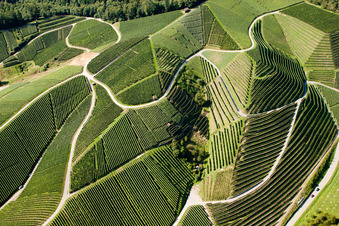 Felder einer Weinbergs- Landschaft der Winzer- Gebiete in Kappelrodeck im Bundesland Baden-Württemberg, Deutschland