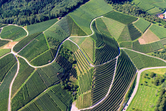 Schrägluftbild von Weinbergsteilhänge am Büchelbach in Kappelrodeck im Bundesland Baden-Württemberg, Deutschland