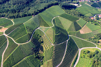 Weinbergsteilhänge am Büchelbach in Kappelrodeck im Bundesland Baden-Württemberg, Deutschland von oben