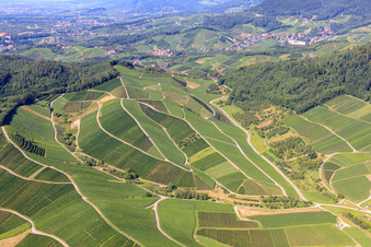 Weinberge in Kappelrodeck im Bundesland Baden-Württemberg, Deutschland