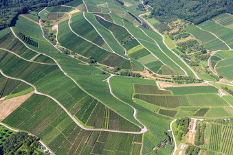 Weinberge beim Wanderparkplatz in Kappelrodeck im Bundesland Baden-Württemberg, Deutschland