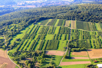 Weinlage Keulebuckel im Ortsteil Ellmendingen in Keltern im Bundesland Baden-Württemberg, Deutschland