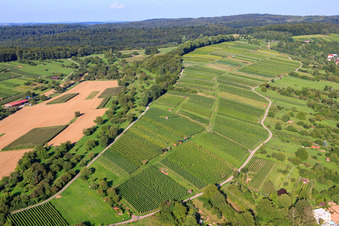 Weinberge Ellmendingen in Keltern im Bundesland Baden-Württemberg, Deutschland