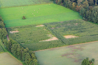 Otterbachtal, Wildschweinlager im Maisfeld in Kandel im Bundesland Rheinland-Pfalz, Deutschland
