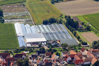 Gärtnerei an der Ziegelstr im Ortsteil Sondernheim in Germersheim im Bundesland Rheinland-Pfalz, Deutschland