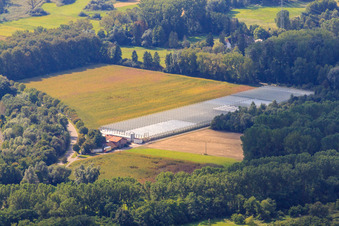 Gärtnerei Klaus u. Frank Mildenberger im Ortsteil Sondernheim in Germersheim im Bundesland Rheinland-Pfalz, Deutschland