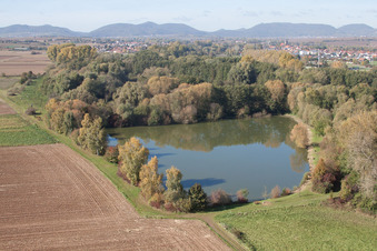 Luftbild von Billigheim-Ingenheim im Bundesland Rheinland-Pfalz, Deutschland