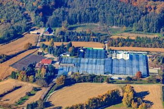 Geranien Endisch GmbH in Hagenbach im Bundesland Rheinland-Pfalz, Deutschland