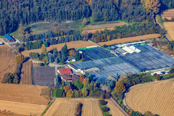 Luftbild von Geranien Endisch GmbH in Hagenbach im Bundesland Rheinland-Pfalz, Deutschland