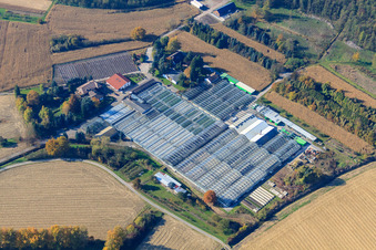 Geranien Endisch GmbH in Hagenbach im Bundesland Rheinland-Pfalz, Deutschland von oben gesehen