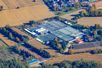 Geranien Endisch GmbH in Hagenbach im Bundesland Rheinland-Pfalz, Deutschland von einer Drohne aus